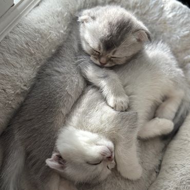 Two kittens cuddling and sleeping peacefully on a soft bed.