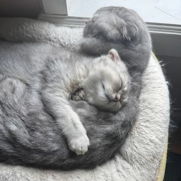 Two cats cuddling peacefully in a cozy bed by the window.