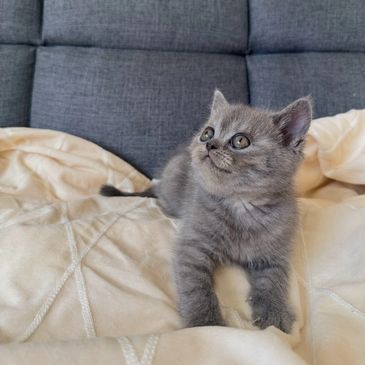 Gray kitten lying on a cream blanket with a gray couch background.