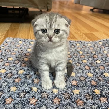 A tiny gray and white kitten sitting on a patterned rug indoors.