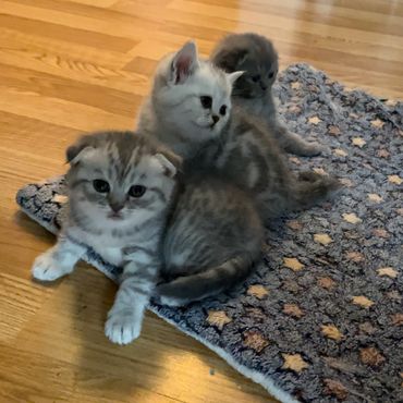 Three adorable kittens resting on a patterned blanket on a wooden floor.