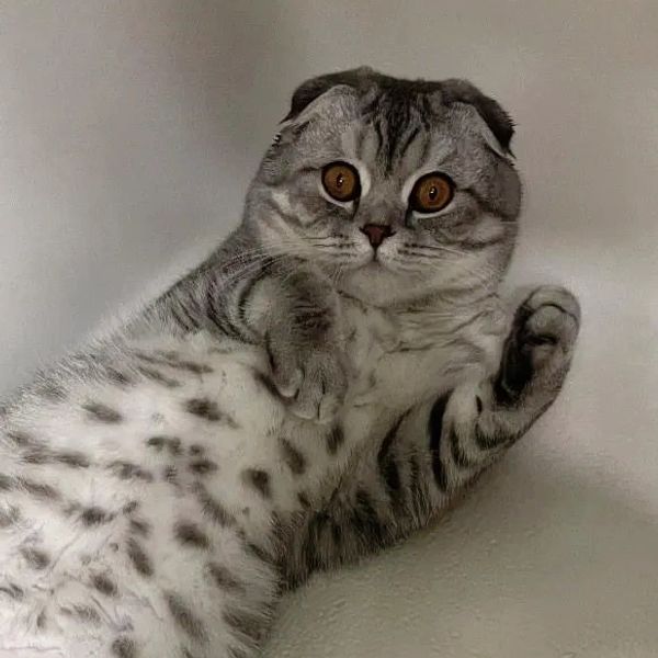 A wide-eyed Scottish Fold cat lying on its back with paws raised.