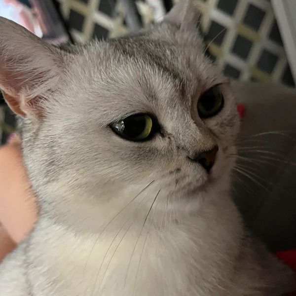 Close-up of a serene gray and white cat with green eyes.