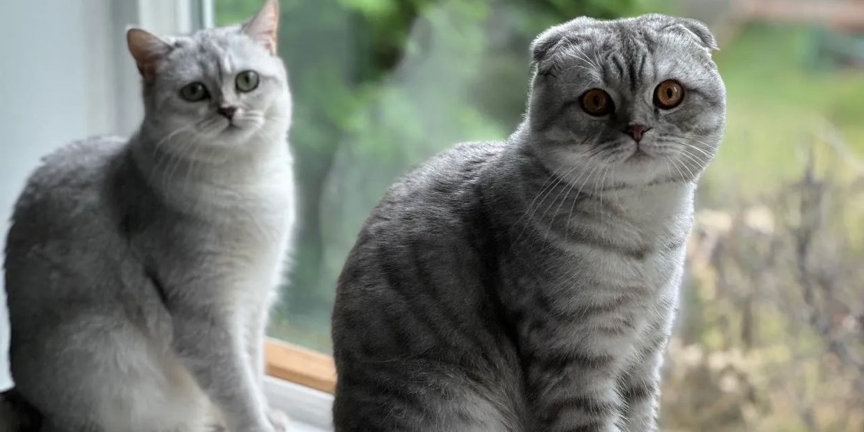 Two grey cats sitting on a windowsill looking outside.