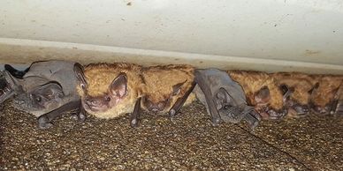 Bats are a common concern for homeowners in Western Massachusetts—our expert bat removal services