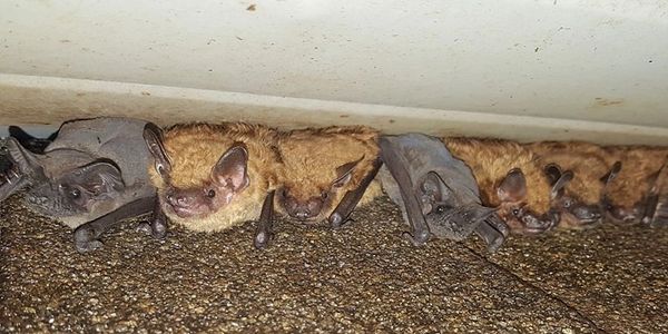 Bats are a common concern for homeowners in Western Massachusetts—our expert bat removal services