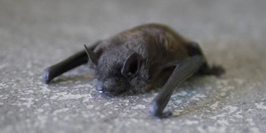 Close-up of a bat, highlighting the need for professional bat removal services in Western Massachuse
