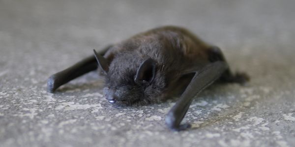 Close-up of a bat, highlighting the need for professional bat removal services in Western Massachuse