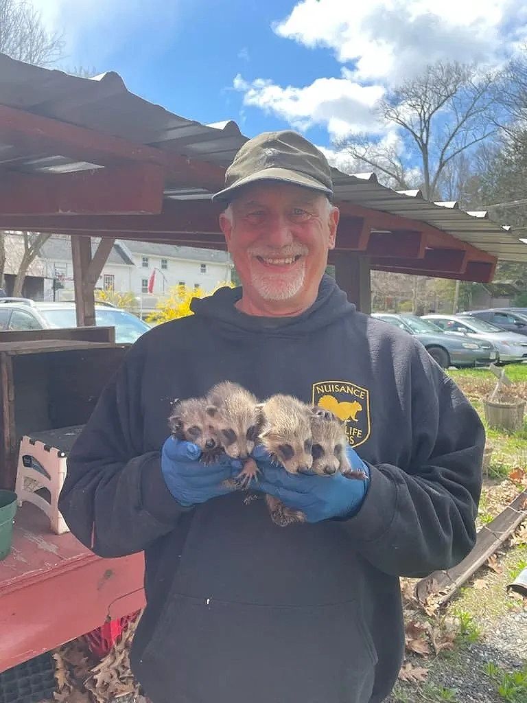 Man wearing gloves holding four baby raccoons outdoors on a sunny day.