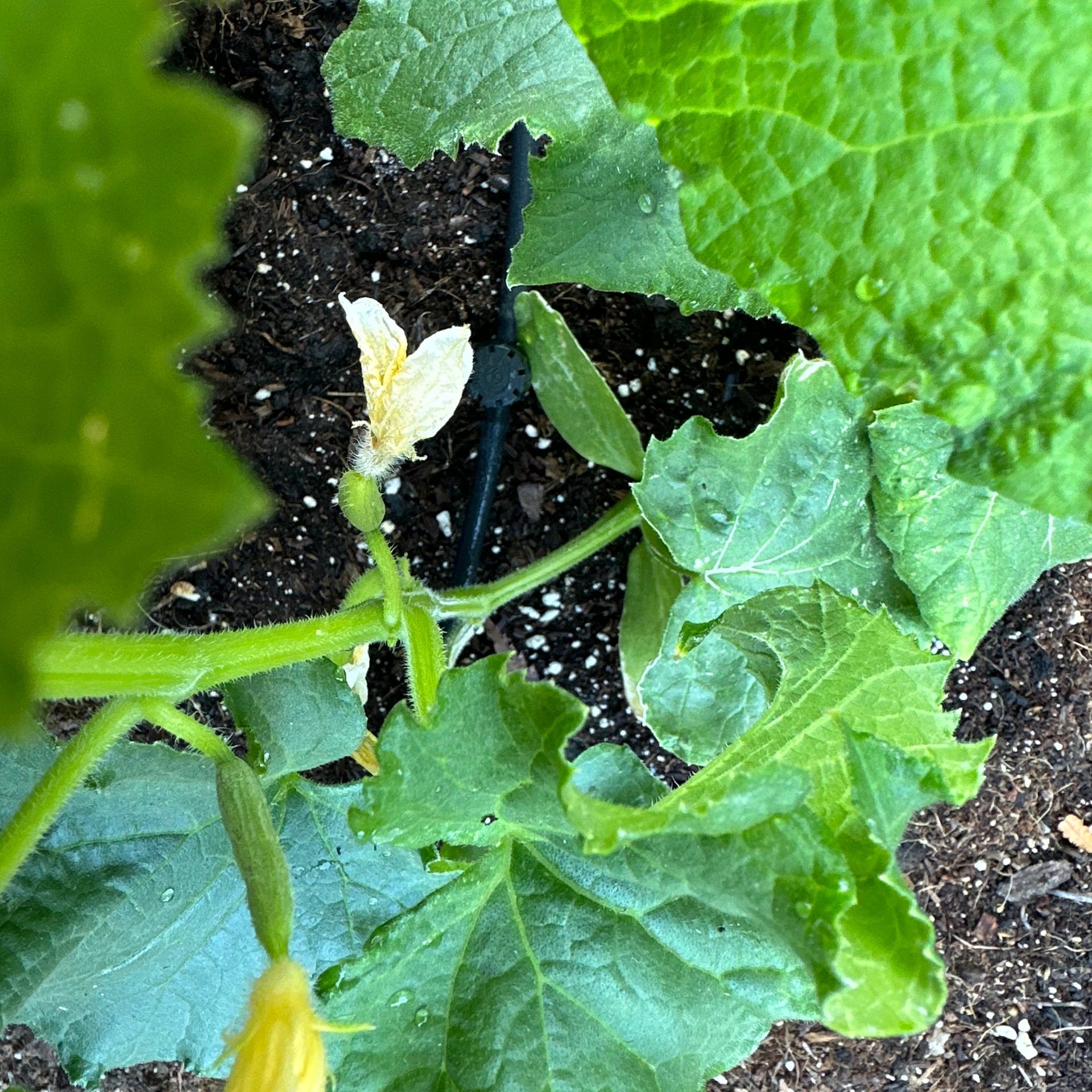 Cucumber Plant; garden