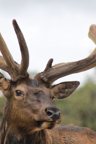Bull Elk Bear Country, SD.