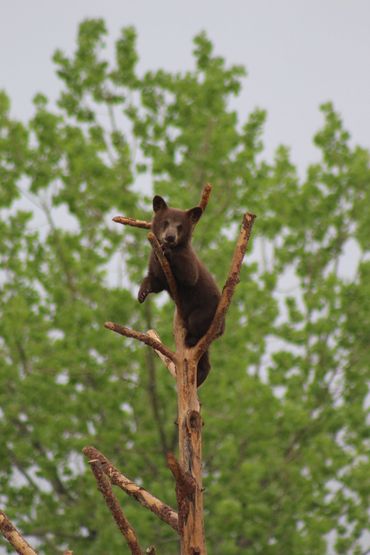 Baby black bear, Bear Country SD