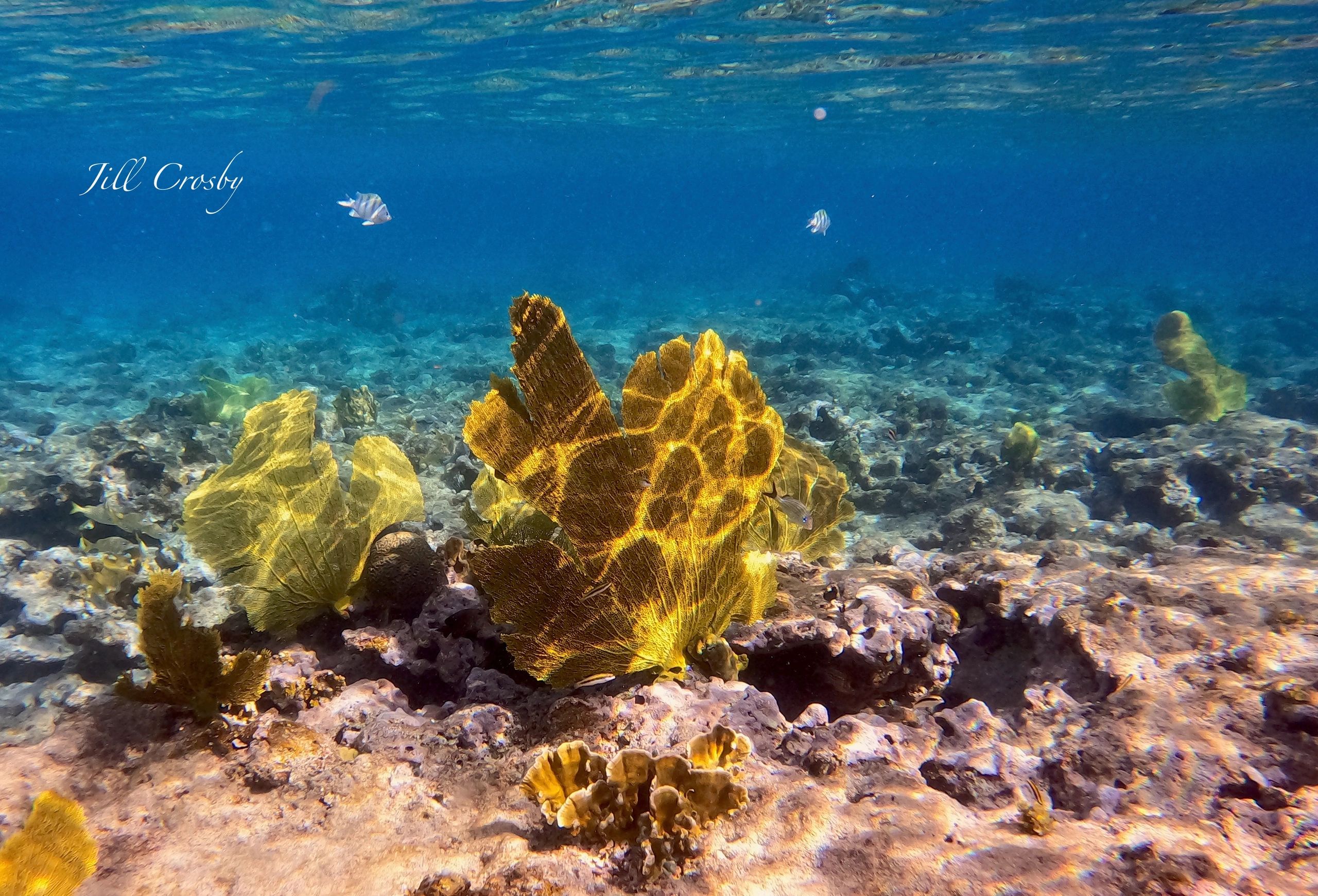 yellow sea fans in cane bay, usvi, St Croix, STX