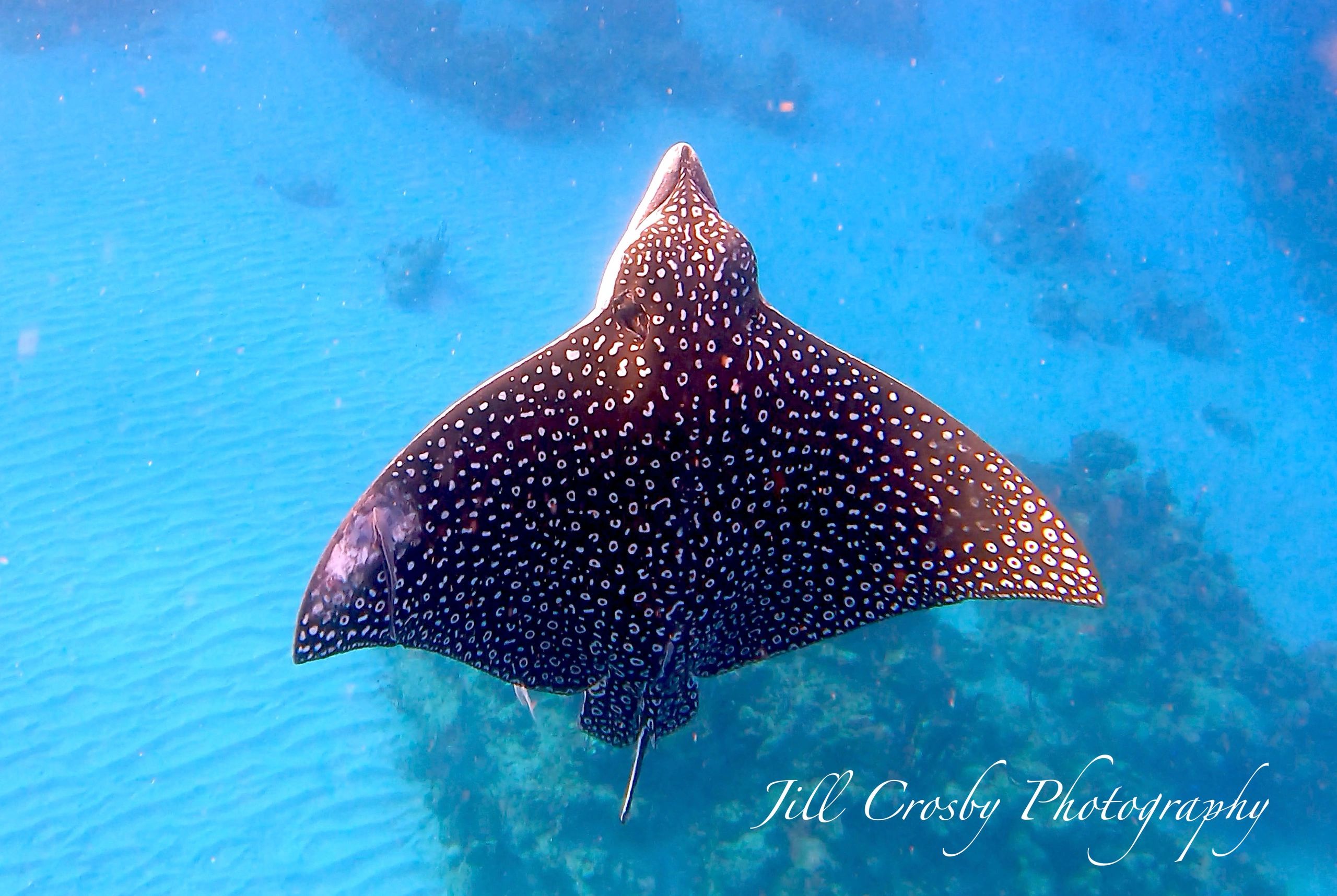 Eagle Ray in Cane Bay, St Croix STX