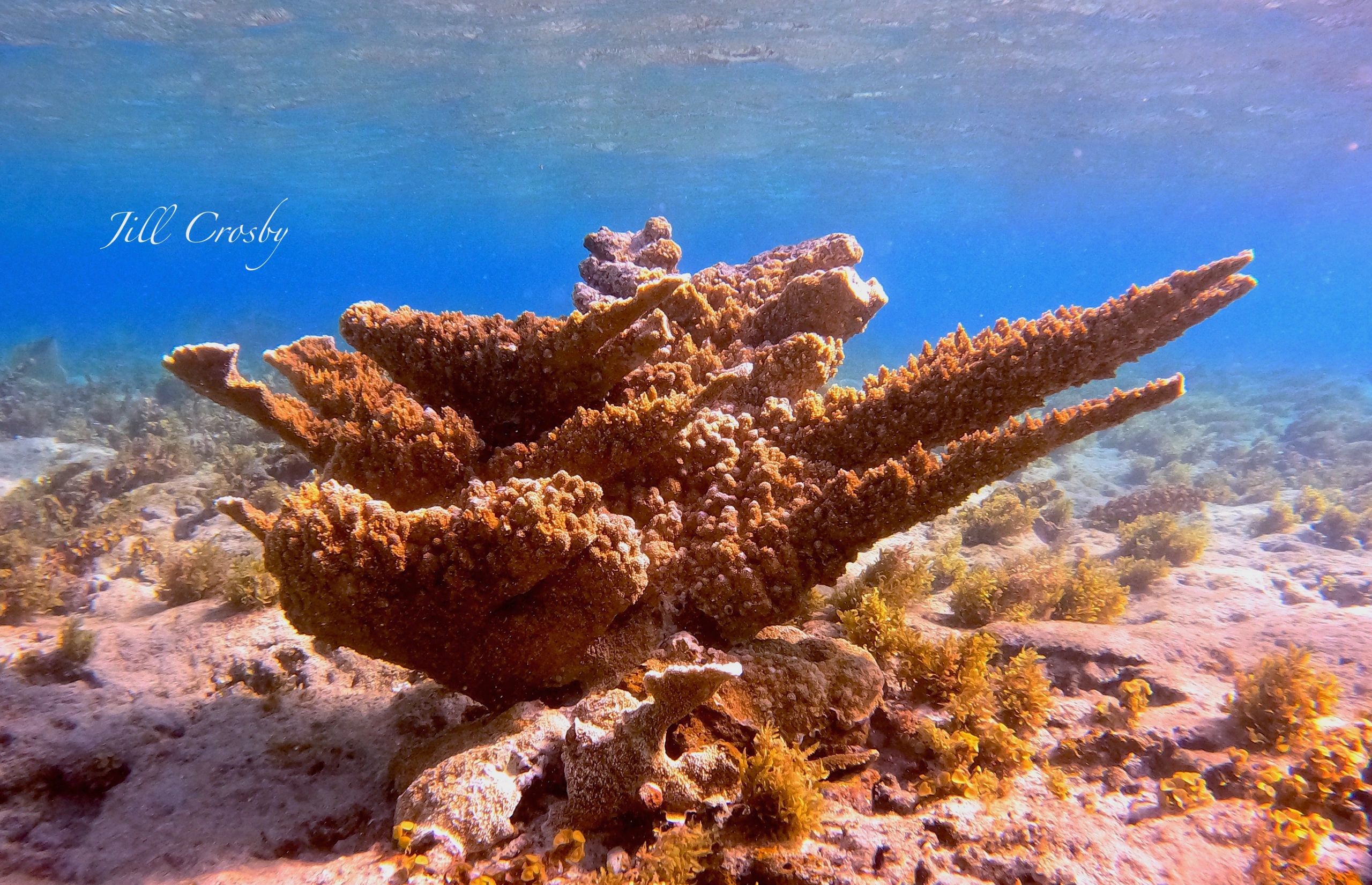 Elkhorn coral in cane bay, st croix, usvi STX