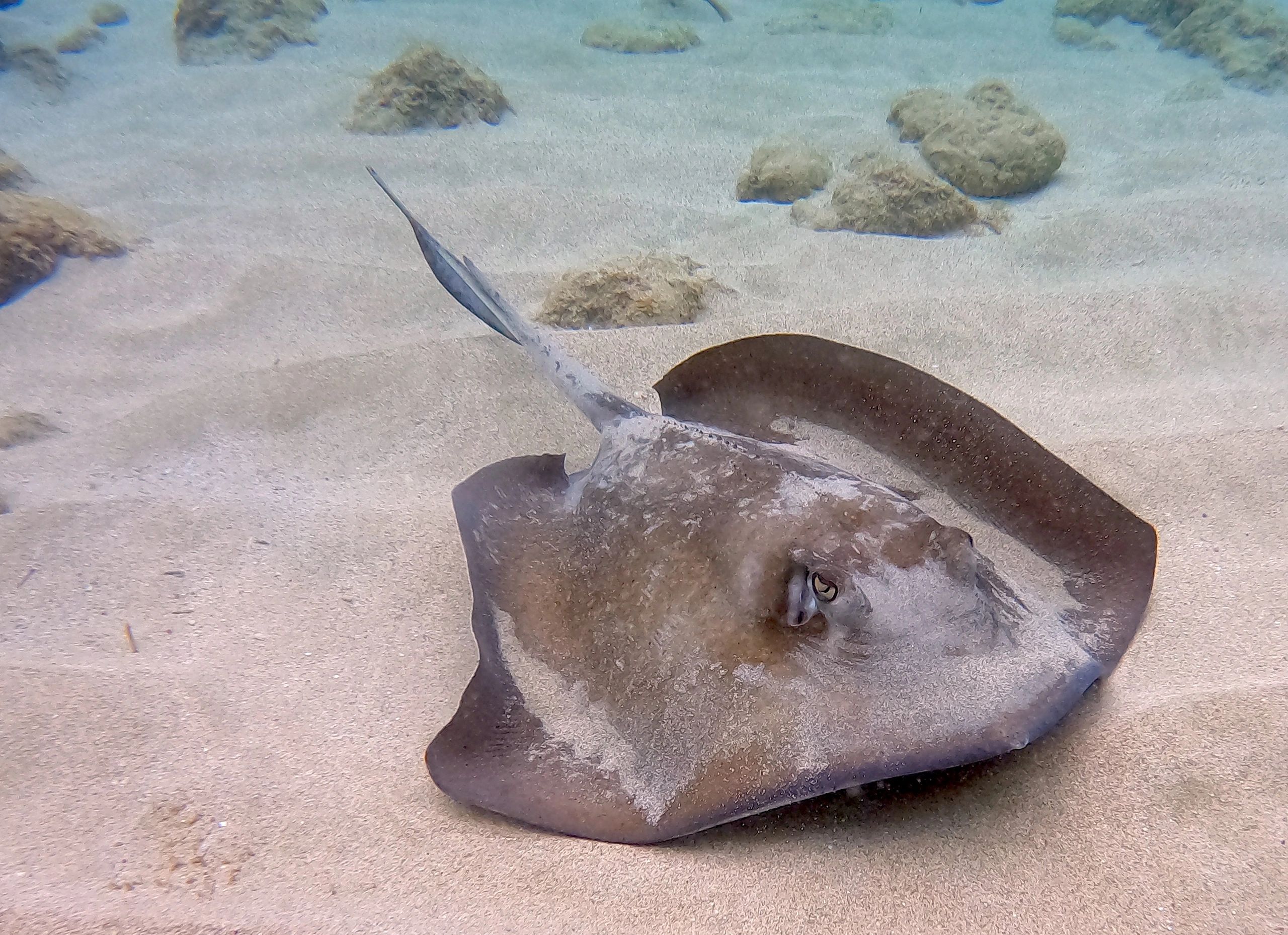 Southern stingray st croix, usvi stx