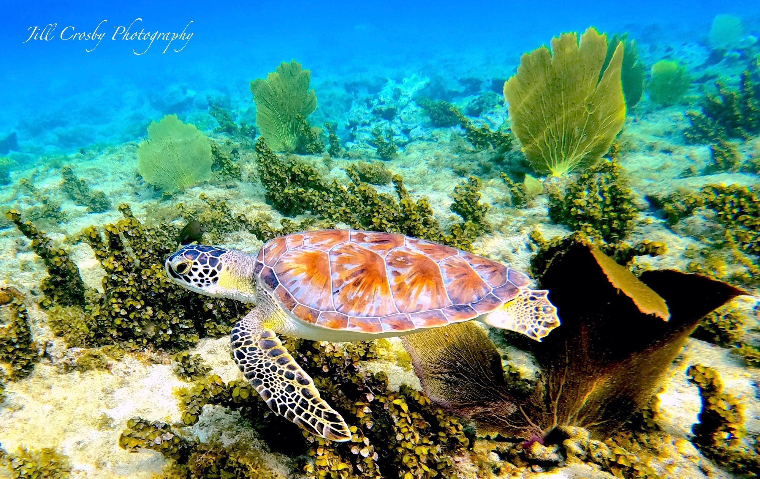Green Turtle in Cane Bay, St Croix, USVI