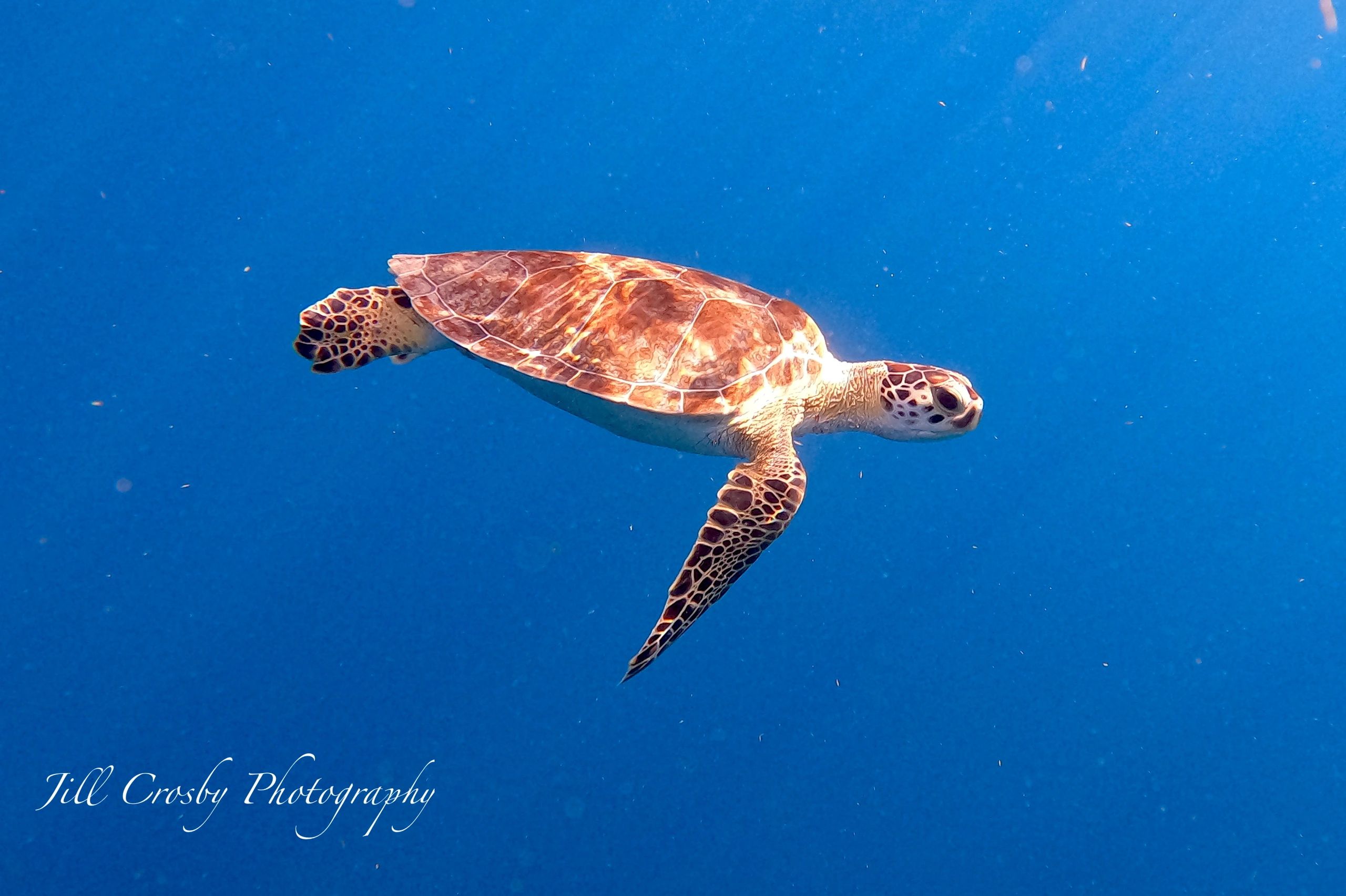 Green Turtle in over the wall in Cane Bay, St Croix, USVI