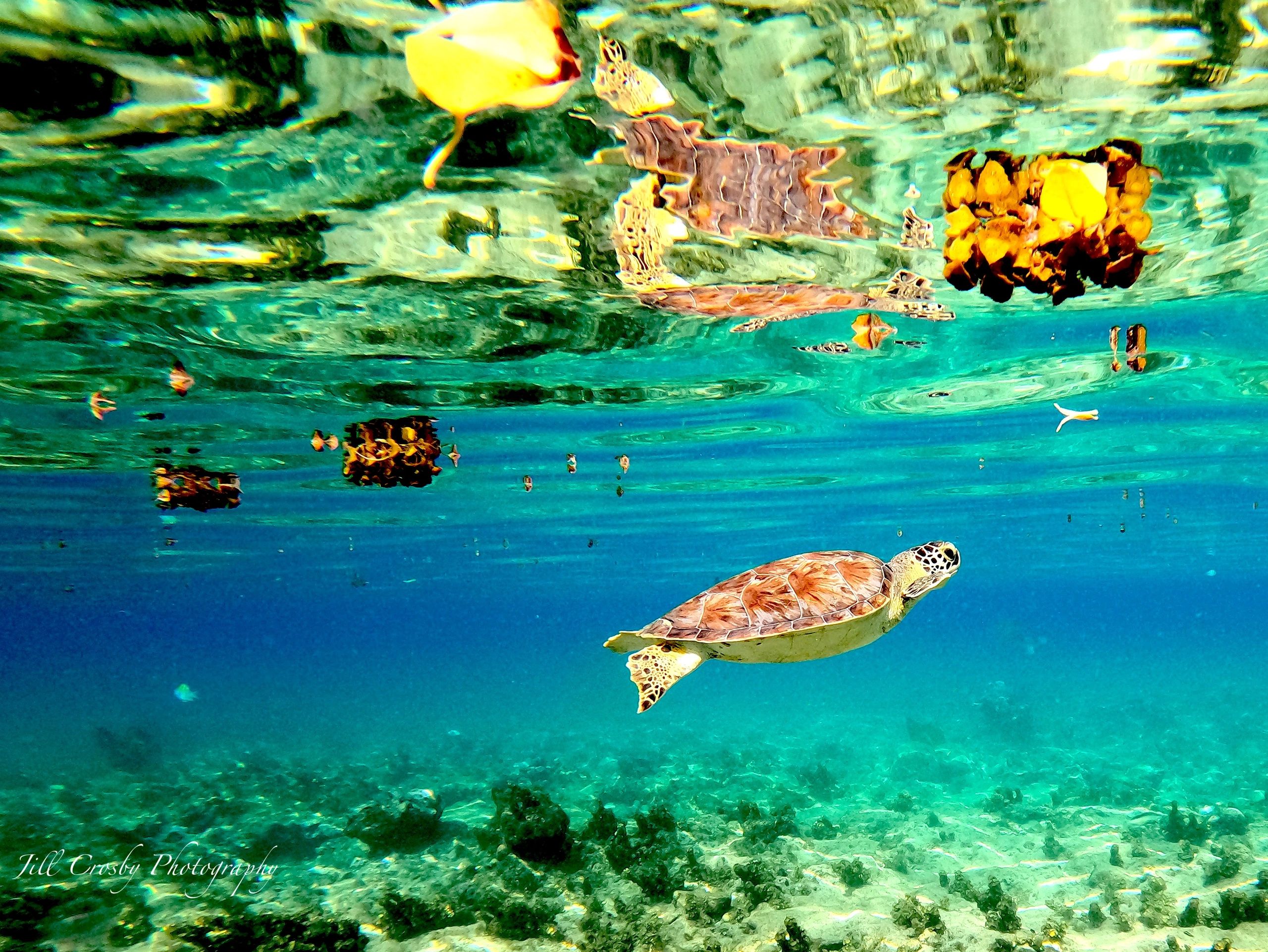 Green turtle in Cane Bay, St Croix