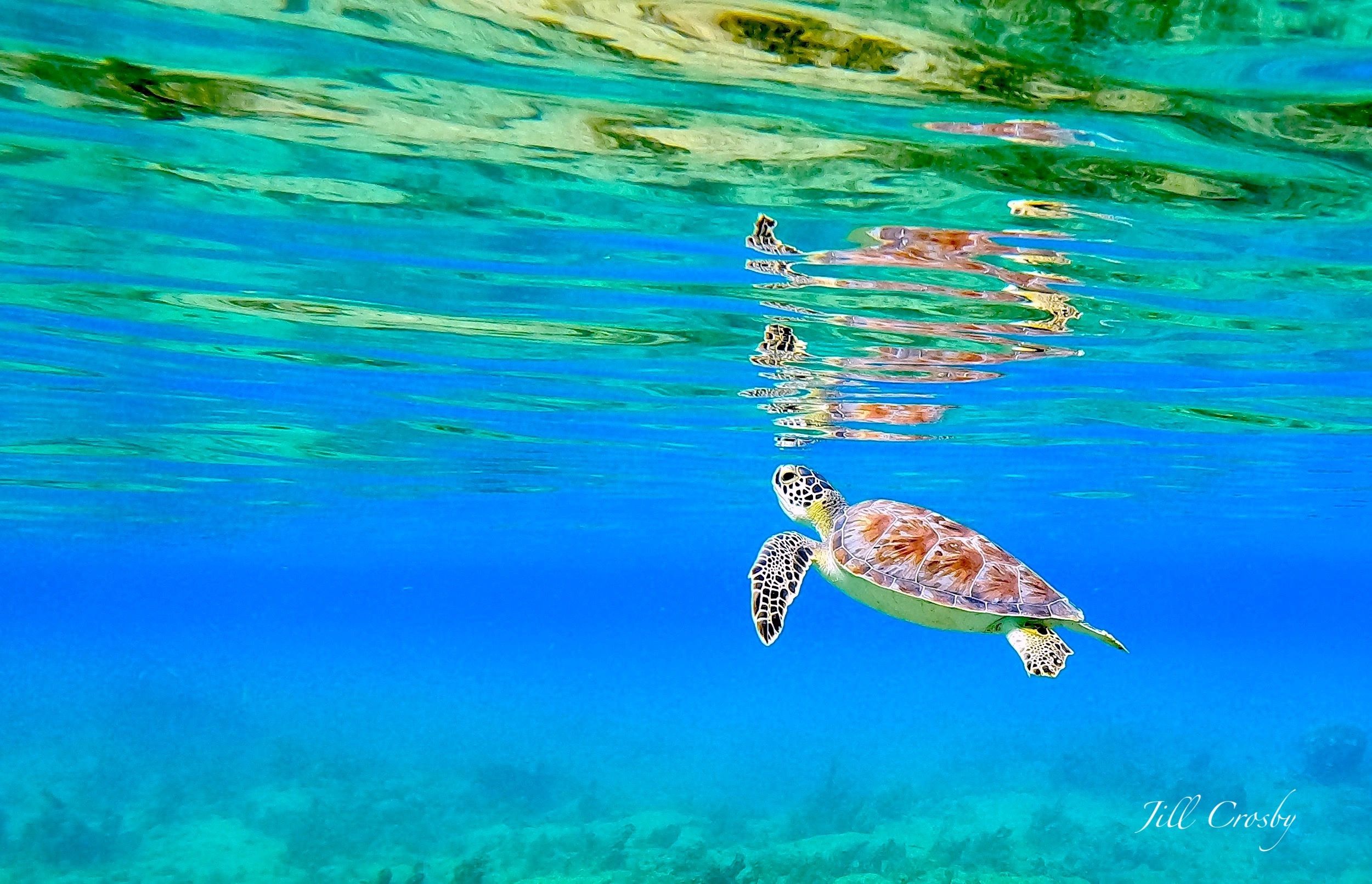 Green Turtle coming up for air Cane Bay, USVI
