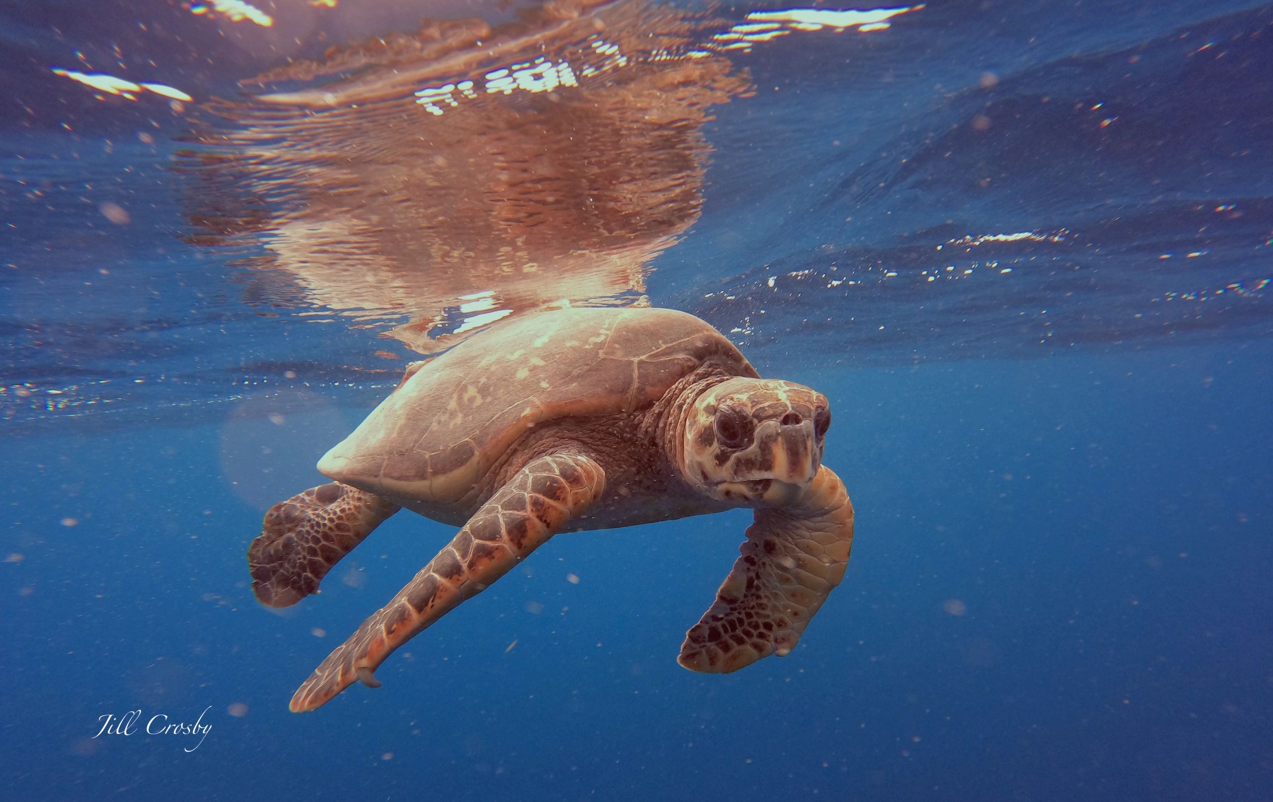 St Croix Hawksbill Turtle Close up