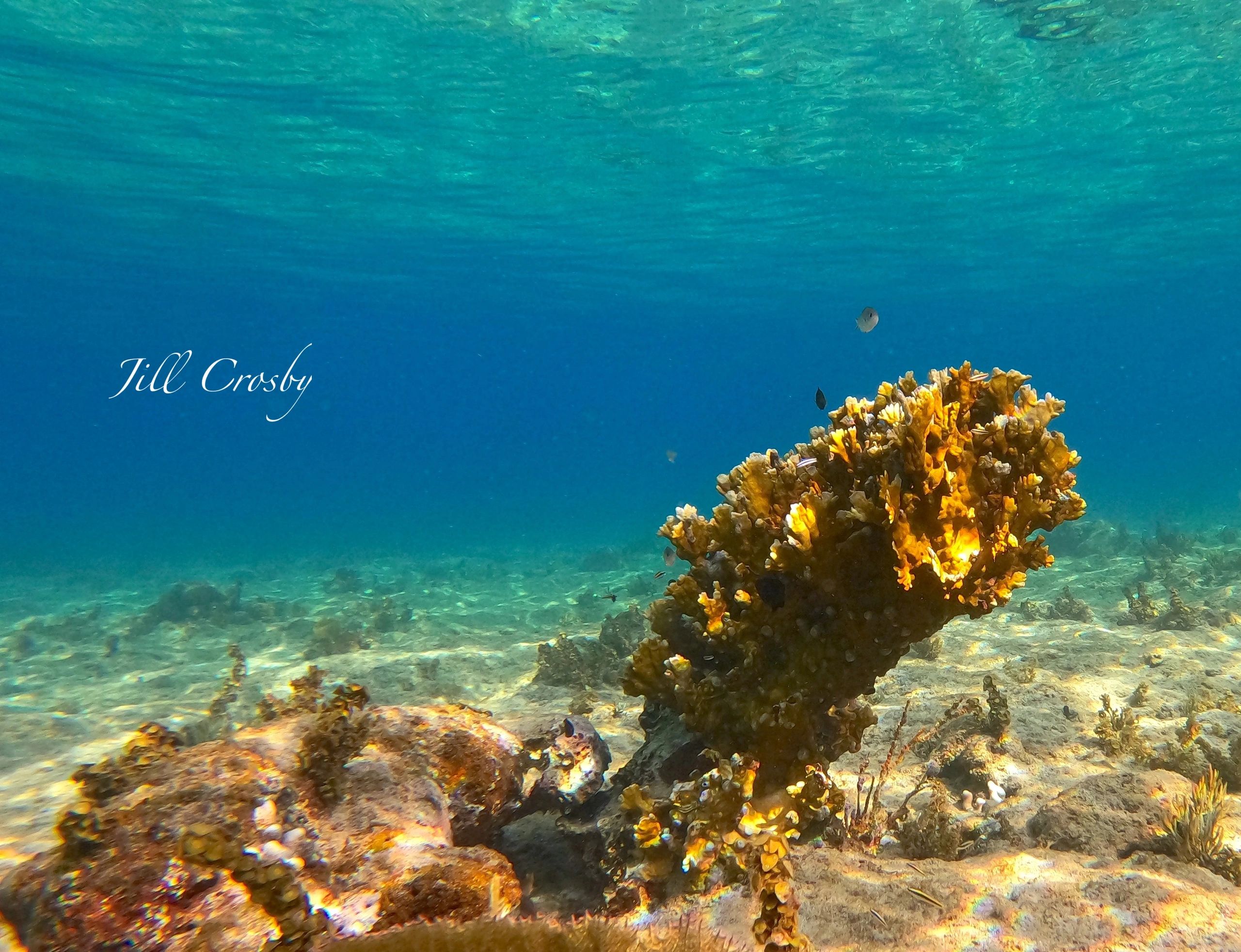 Fire coral in Cane Bay, St Croix STX