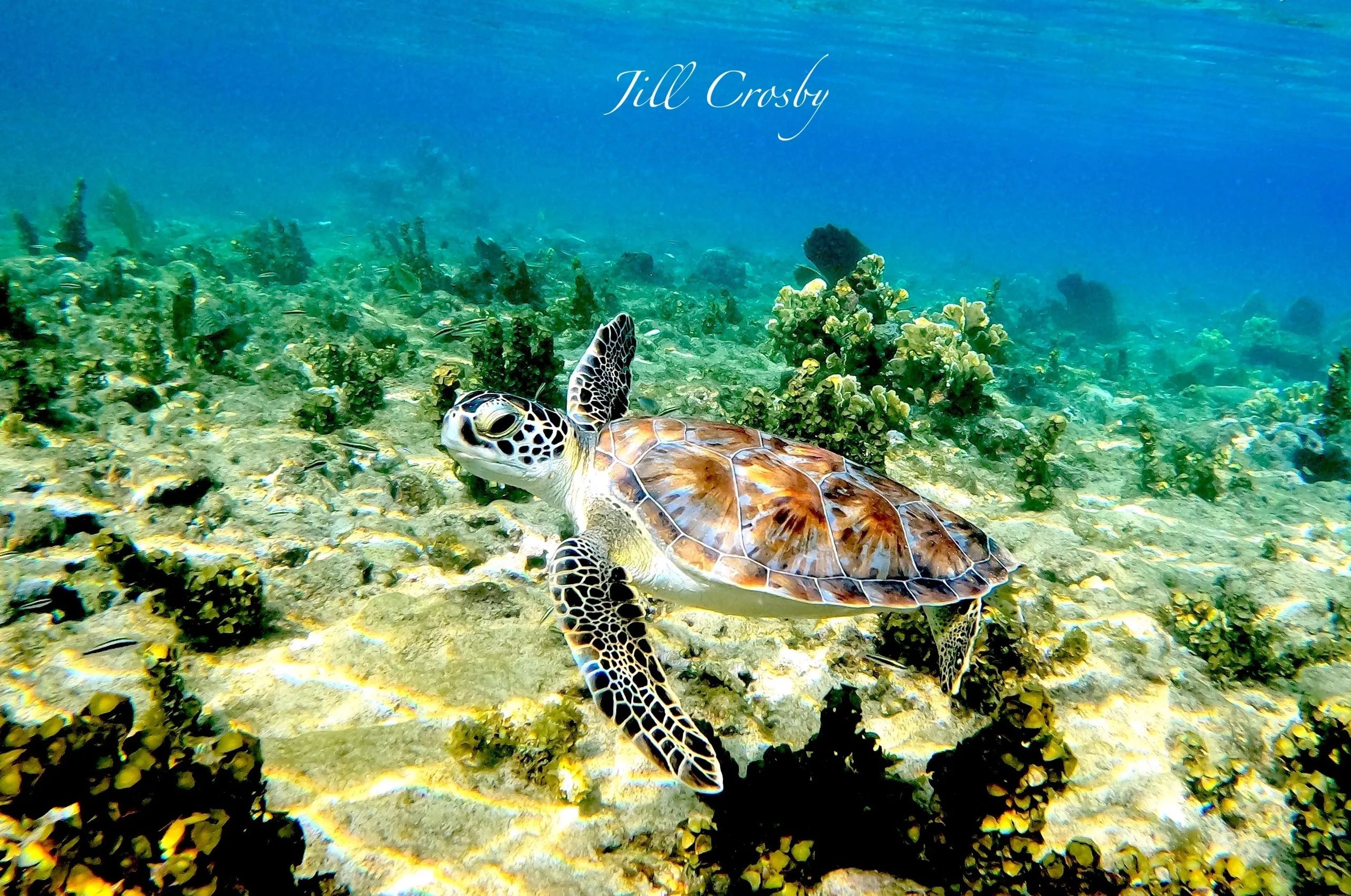 Green Turtle on reef of Cane Bay shallow