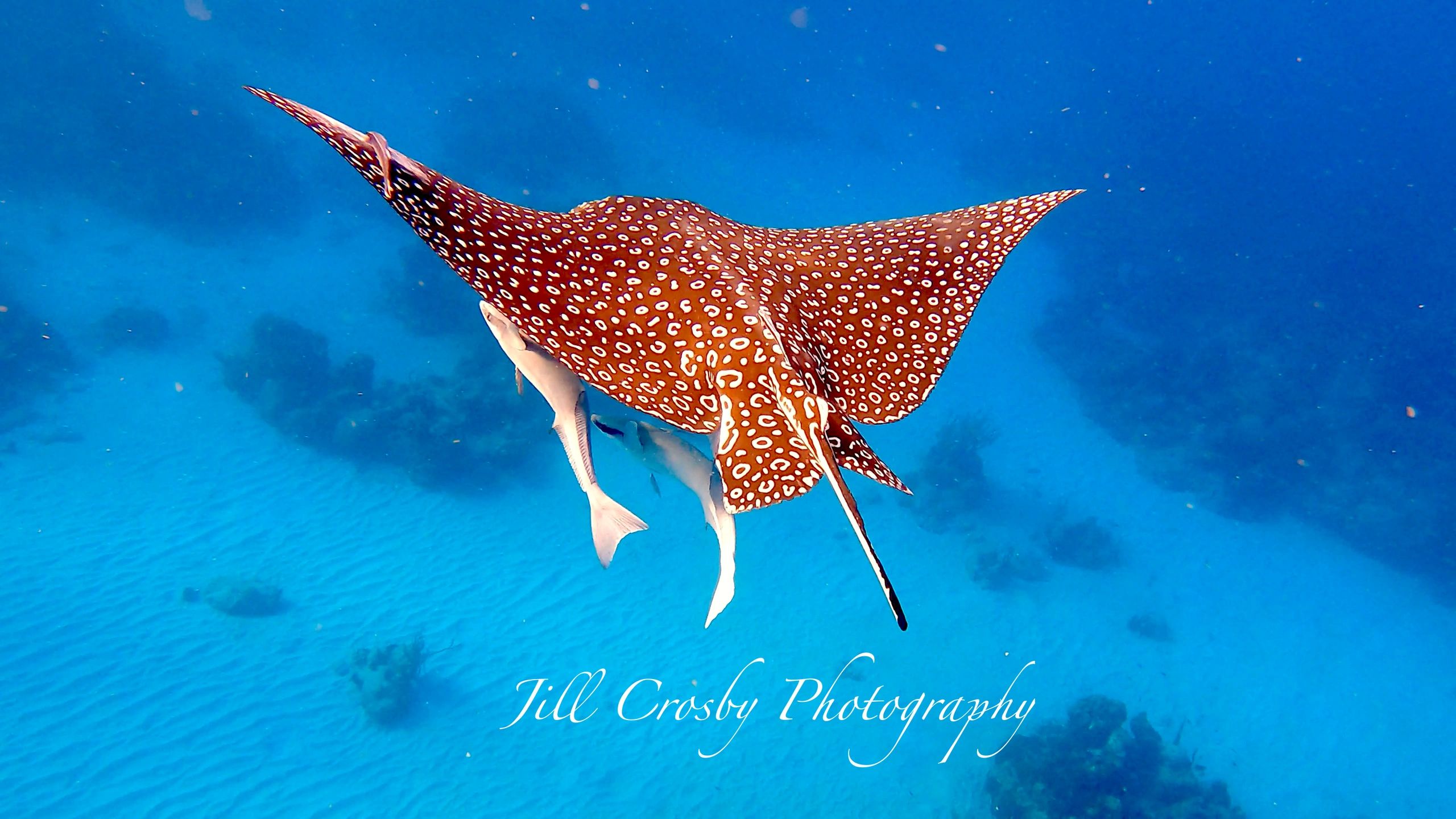 Eagle ray with 2 ramoras in Cane bay, USVI