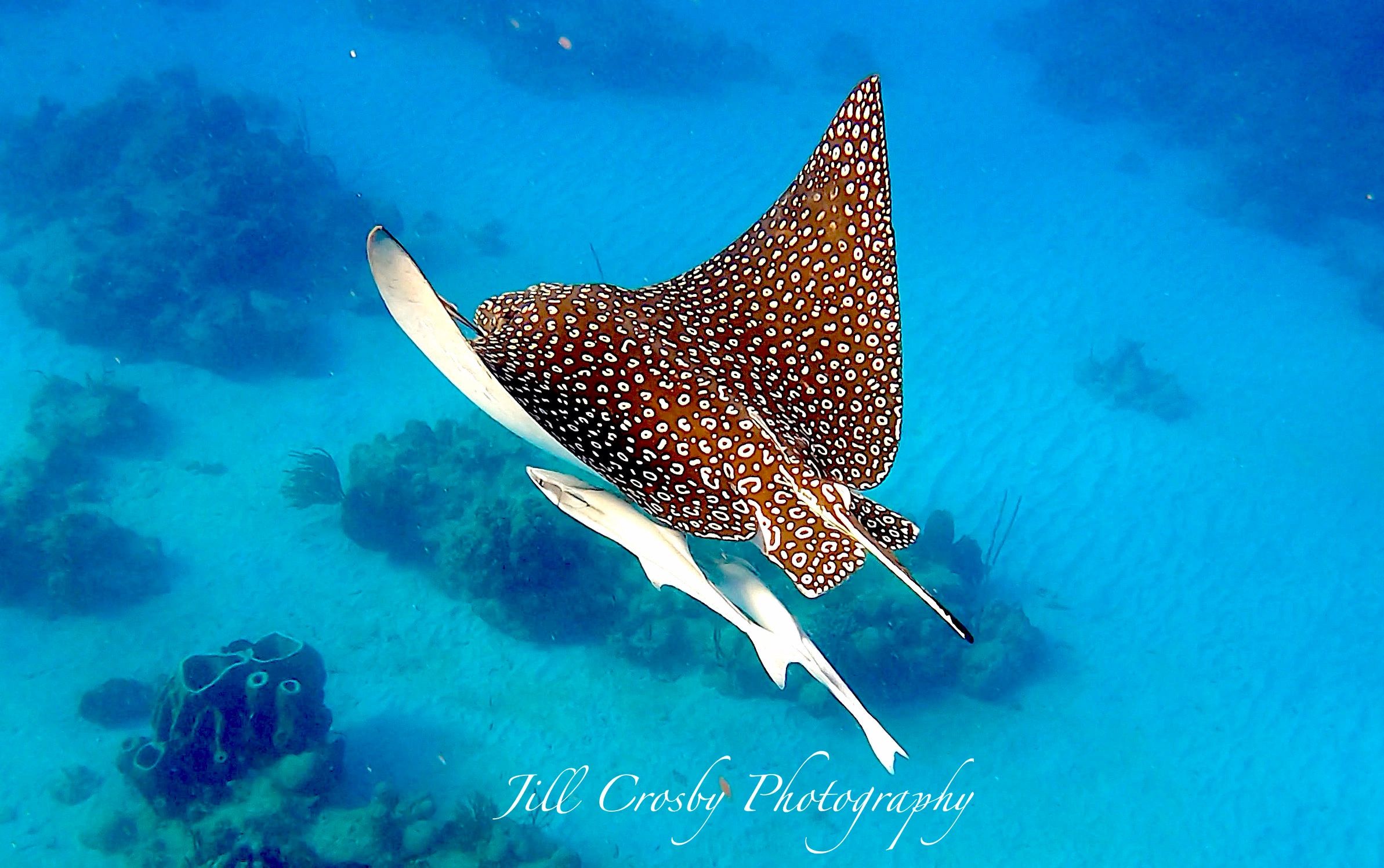 Eagle Ray cane bay st croix usvi stx