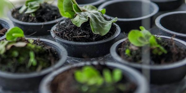 Young green plants growing in small black pots filled with soil.