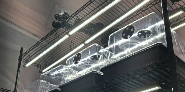 Transparent containers with lights inside on metal shelves.
