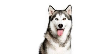 I love huskies, my teacher in 3rd grade had one named Rue, On the last day she brought Rue in.