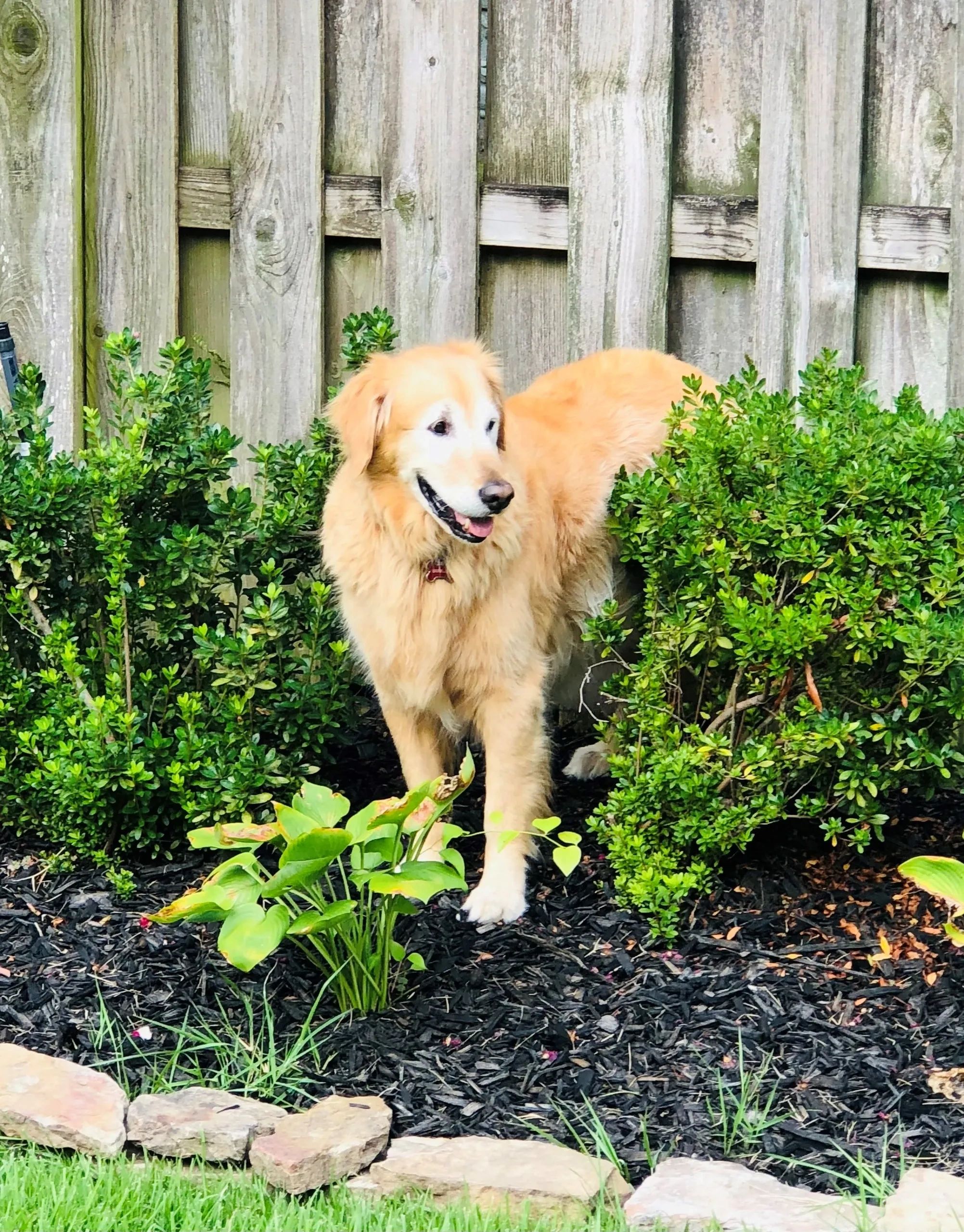 Golden Retriever Dog Rescue Goldens 901