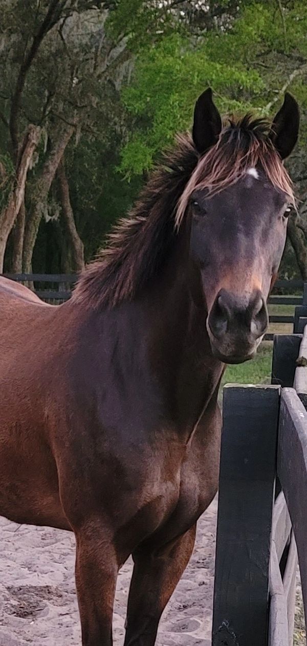 Kitty's Kitten is a beautiful horse with a dark brown coat, striking mane, a calm, attentive gaze.