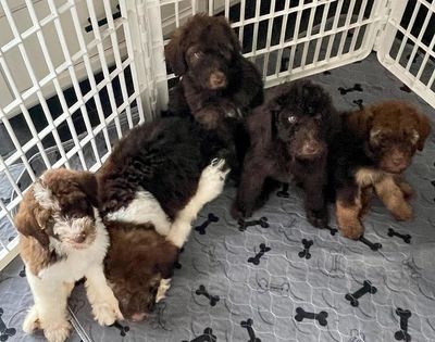 Labradoodle, Available, Puppies, For Sale, Florida, Parti, Large, Dogs, Kid Friendly, Service