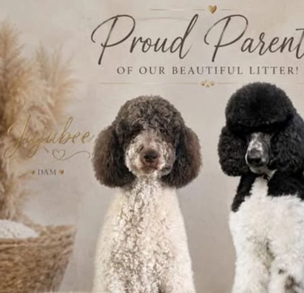 labradoodle, Orlando, Florida, puppies, parti