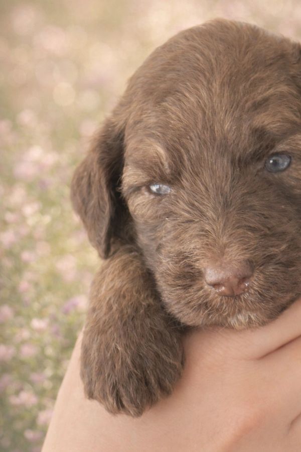 Sweet double doodle girl with soft brindle curls lightening to blonde, bright eyes and playful charm