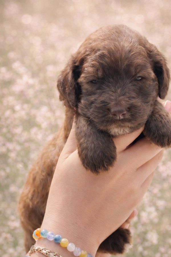 Playful double doodle girl with light brindle coat turning blonde, soft curls and gentle eyes