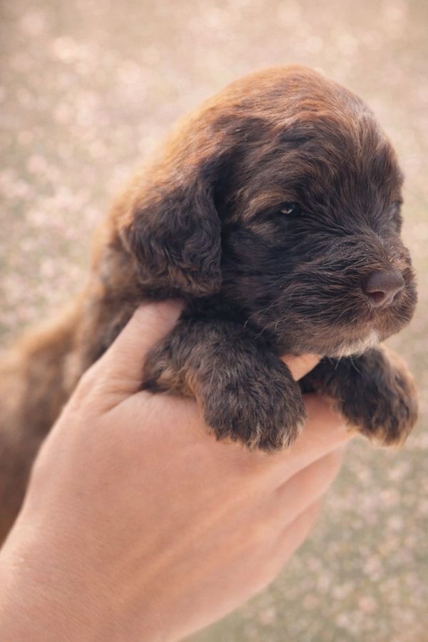 Adorable double doodle girl with brindle curls fading to blonde, fluffy coat and sweet, curious eyes