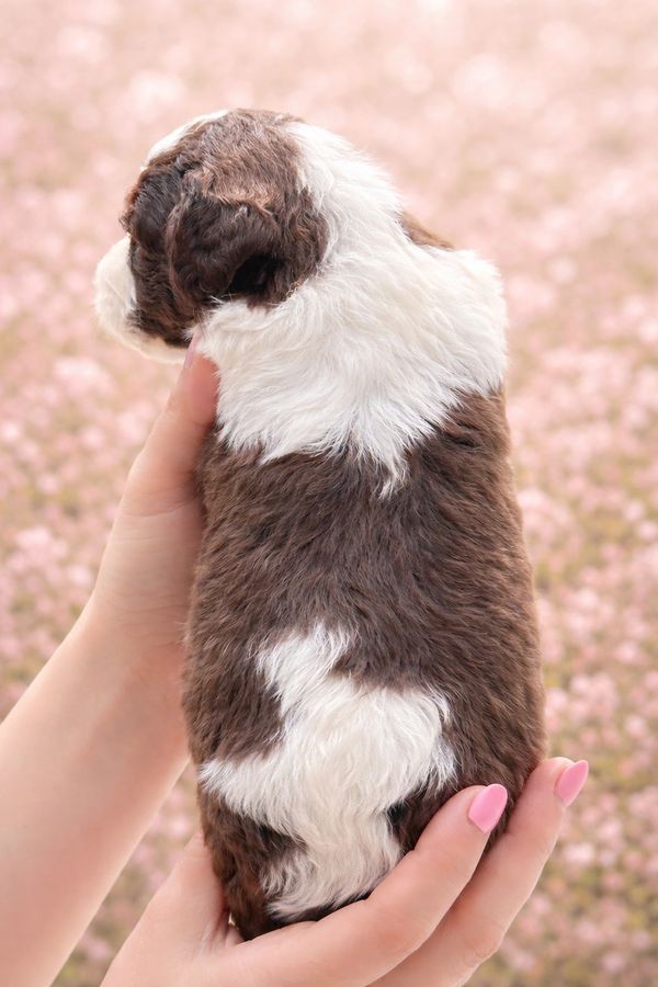 Charming chocolate parti double doodle girl with deep brown patches, soft curls, and a sweet face