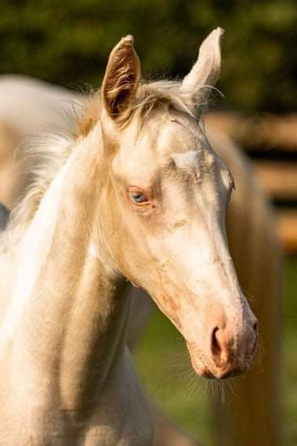 Shady is a stunning pale-coated horse with striking blue eyes and a gentle, curious expression.