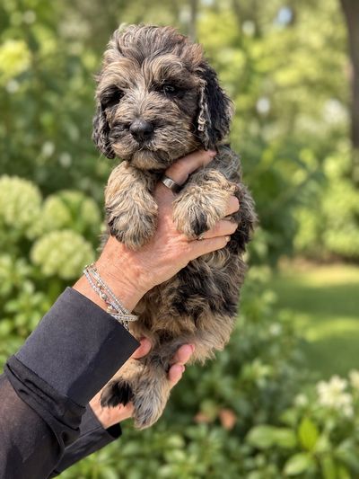 Healthy merle doodle puppy from Doodle Horse Ranch with a 30-month health guarantee