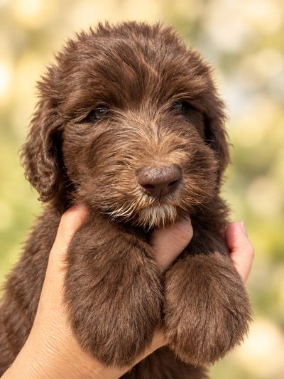 Chocolate doodle puppy held outdoors at Doodle Horse Ranch in Apopka, Florida