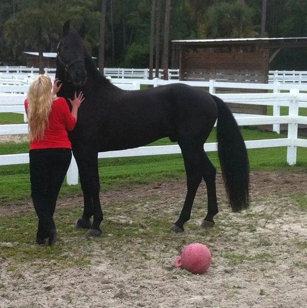 Friesian, Stallion, Reynier, Black, FSH
