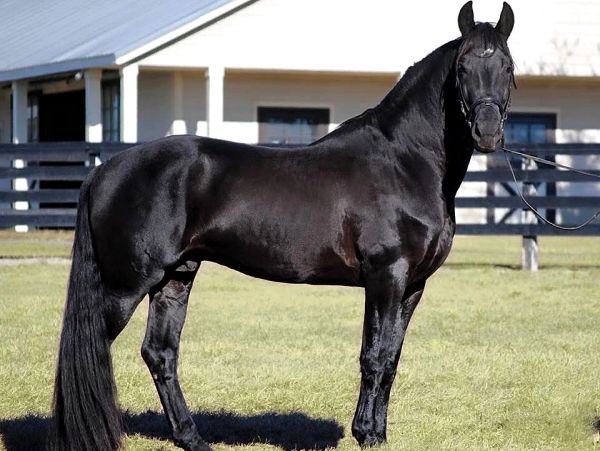 Shiny black horse standing outdoors.