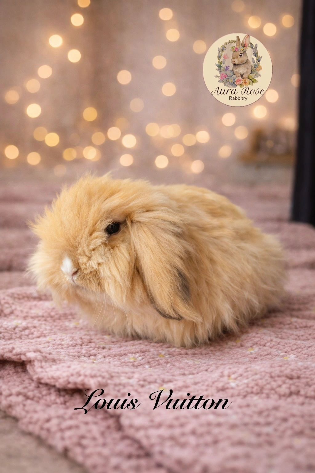 European Teddywidder for sale
Bunnies for sale near me