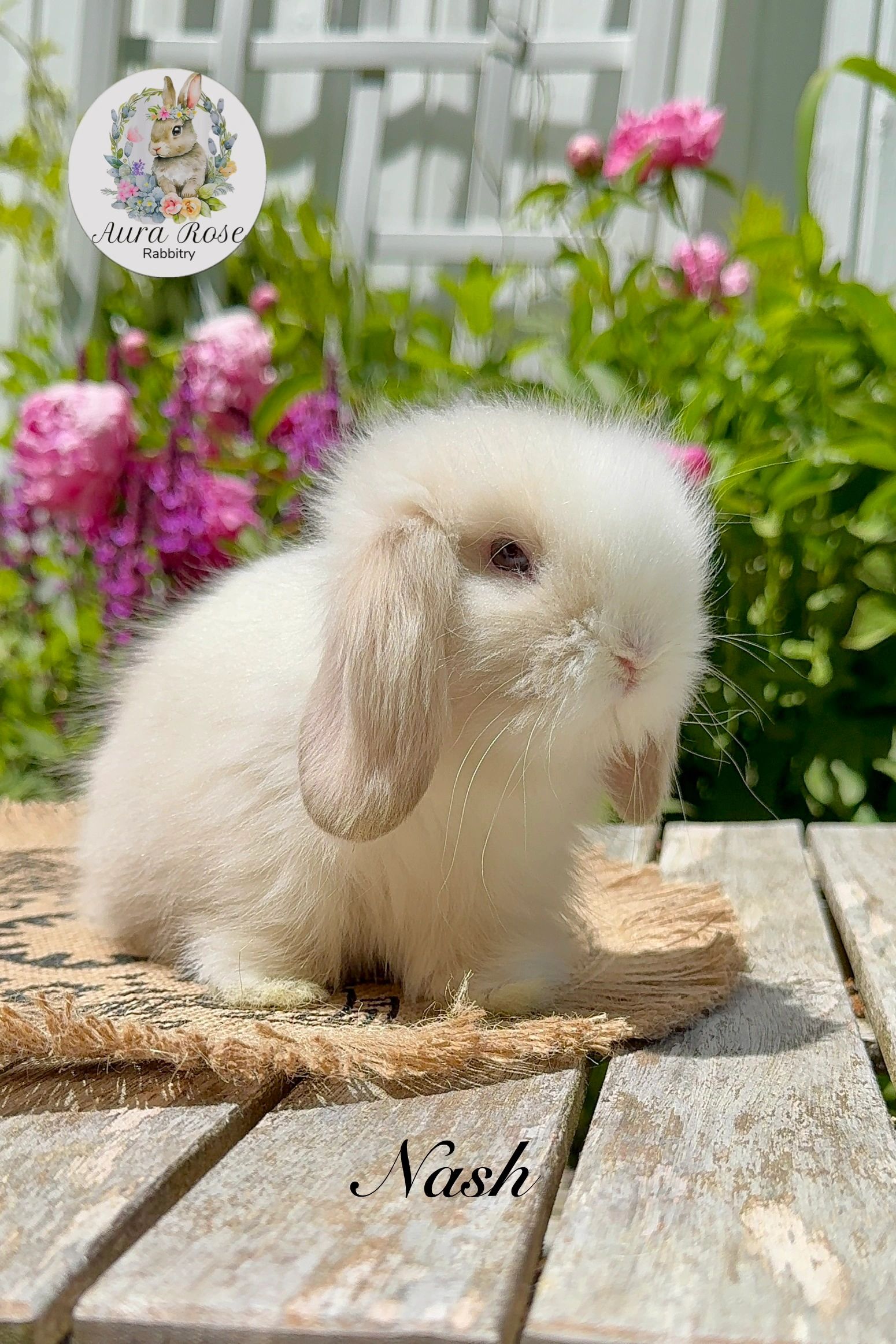 Bunnies for sale near me
Bunnies for adoption
Teddywidder 
European Teddywidder
Rabbit