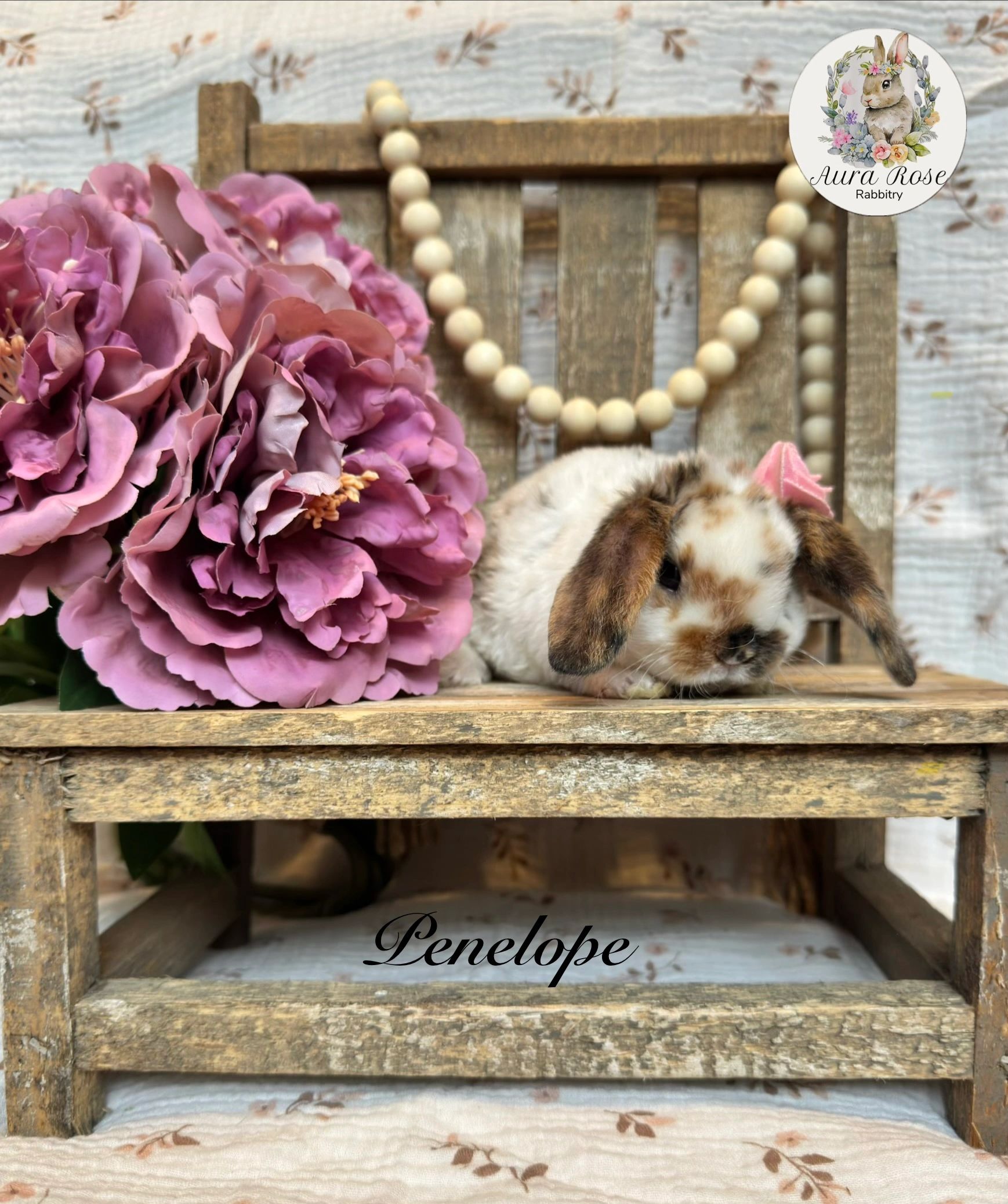 Bunnies for sale near me
Bunnies for adoption