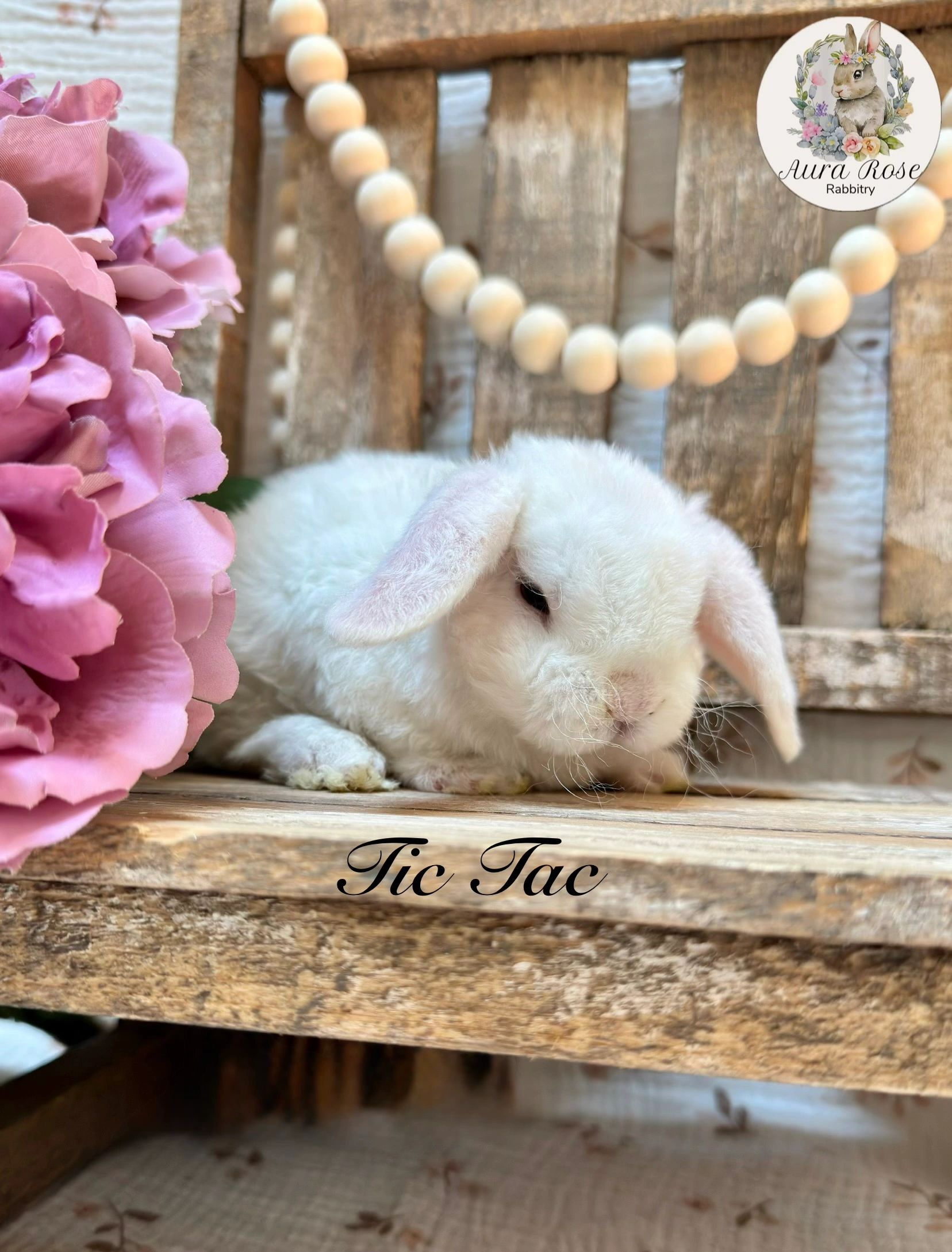 Bunnies for sale near me
Bunnies for adoption
Mini plush lop bunny