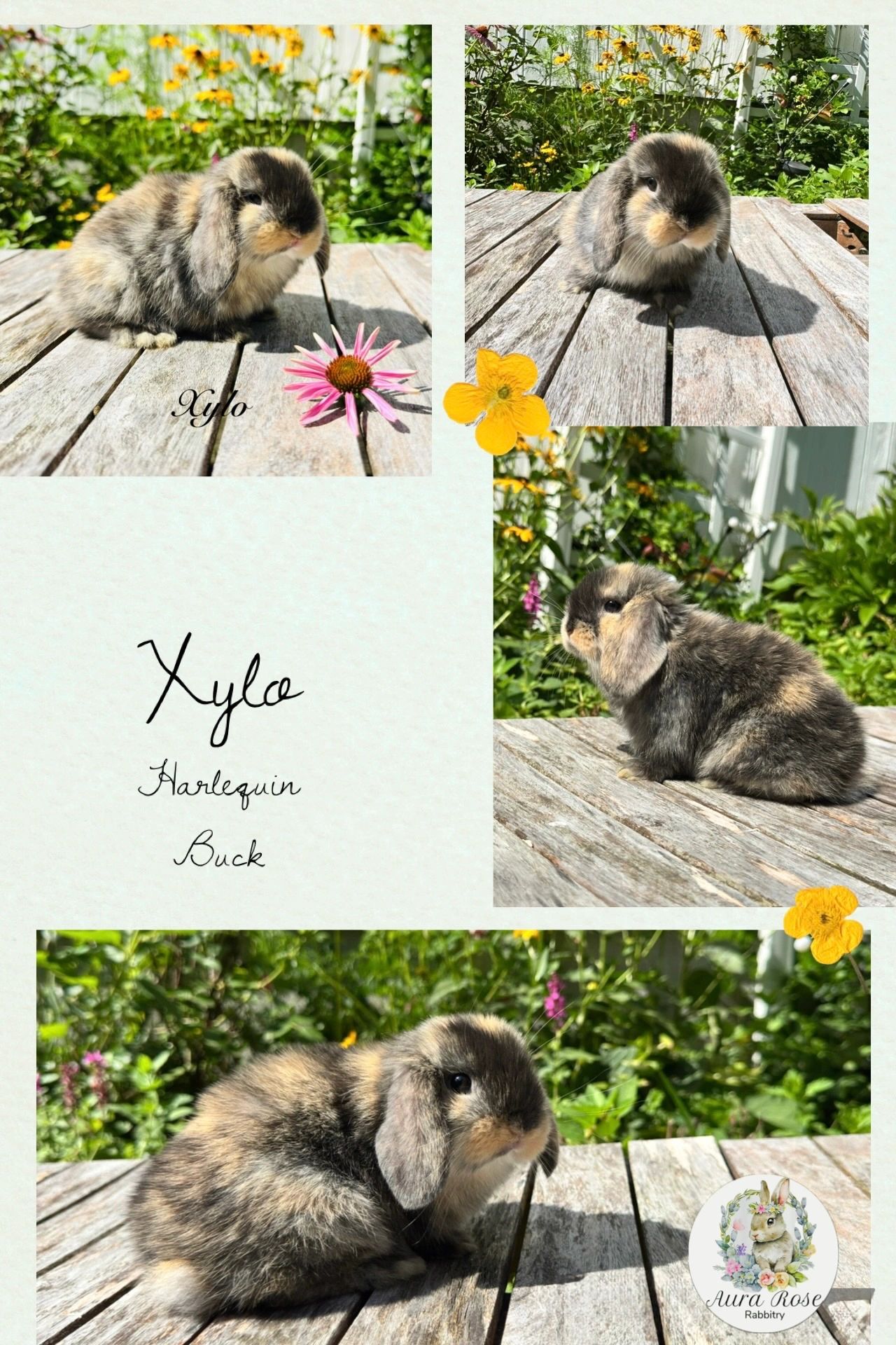 Baby bunny for sale 
Bunnies for sale
Baby rabbit
Holland lop